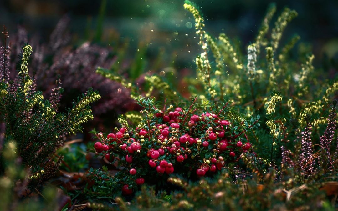 How did New Eden get its Name?